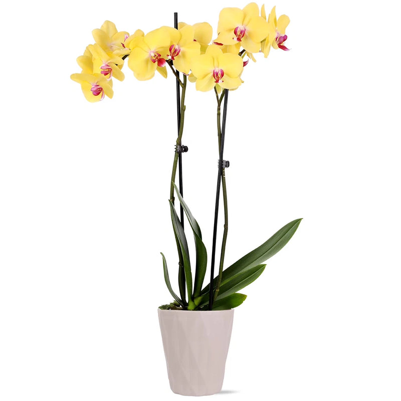 Just Add Ice Live Plant 16-30" Tall Premium Yellow Orchid in 5" Decorative Clay Orchids