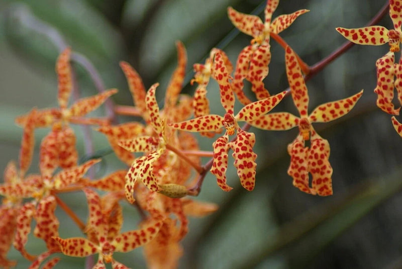 Orange spotted pot orchid flowers on a leafy stem, close-up