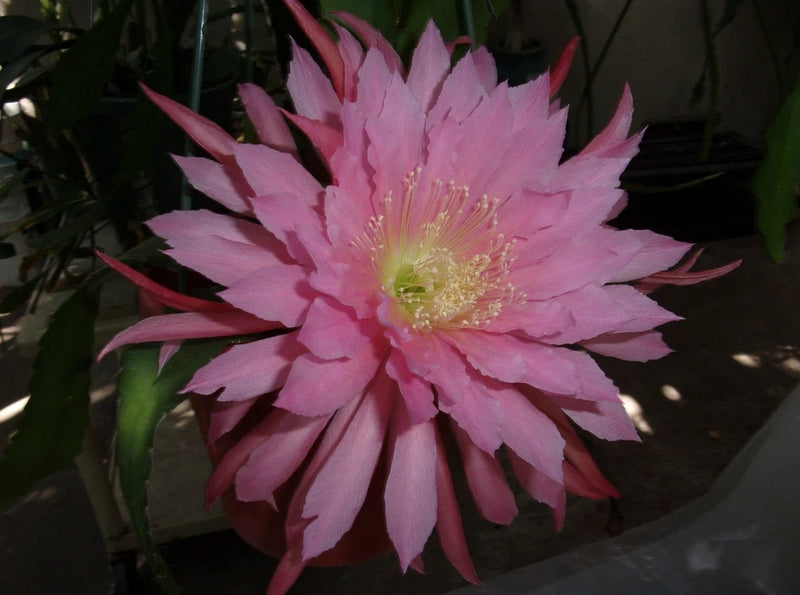 Rare Epiphyllum orchid flower with pink and magenta layered petals