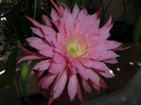Epiphyllum "TASSEL " Rare- Cutting Orchids