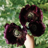 2,500 Stratified Organic After Midnight P. Somniferum Poppy Seeds  for Planting Garden Plants