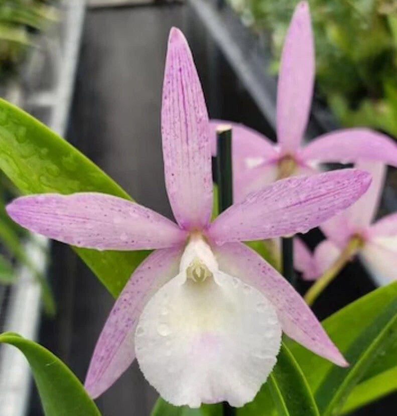 Pink orchid flower with white center and speckled petals on green leaves