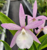 Bc Walter August Orchids