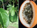 One small plant (Passiflora laurifola) sweet passionfruit Flowering Plants