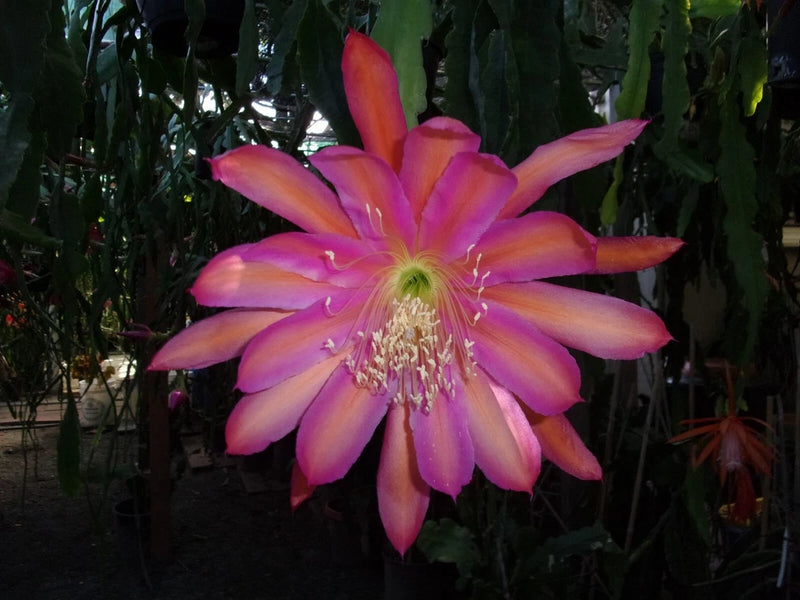 Epiphyllum orchid cutting with orange and purple flower bloom