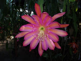 Epiphyllum  " TEQUILA SUNRISE " Cutting Orchids