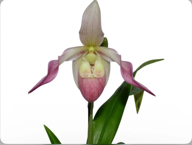 Pink and yellow orchid flower with long green leaves