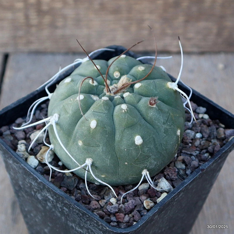 Green round cactus with white spines in black square pot