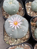 2PCS LW Succulent Cactus Plant Beautiful Cactus Garden DŽcor Boutique seedgrowth Garden Plants