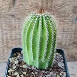 D6986 NEOBUXBAUMIA POLYLOPHA pot10-H11-W6 cm MaMa Cactus Green Plant