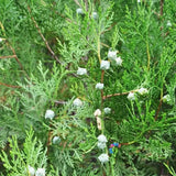 100 Seeds Platycladus Orientalis Biota Oriental Thuja Small Chinese Arborvitae Flowering Plants