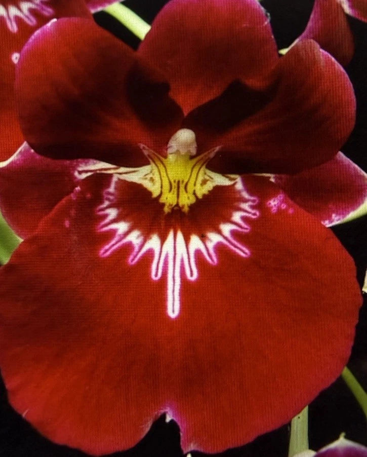 Orchid Plant Miltoniopsis Bertfield Eileen AM/AOS One rooted Bulb bare root Orchids