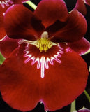 Orchid Plant Miltoniopsis Bertfield Eileen AM/AOS One rooted Bulb bare root Orchids