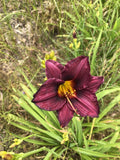 10 Bareroot Hemerocallis Grape Magic Daylilies Mississippi Grown._ Garden Plants