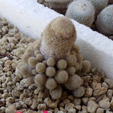 D5508 EPITHELANTHA POLYCEPHALA potX-H7-W6 cm MaMa Cactus Green Plant