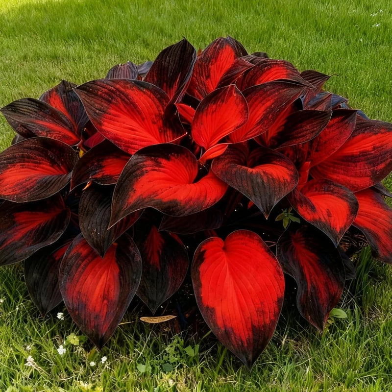 Hosta Seeds, 200+ Blue Purple Red Hosta Seeds, Multi-Use Landscaping, Perennial. Garden Plants