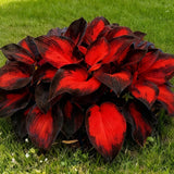 Hosta Seeds, 200+ Blue Purple Red Hosta Seeds, Multi-Use Landscaping, Perennial. Garden Plants