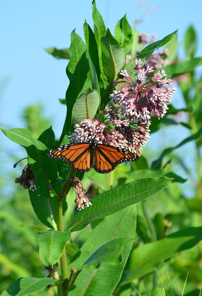 75+ COMMON MILKWEED BUTTERFLY PLANT SEEDS FRESH FOR YOUR FLOWER GARDENS Garden Plants