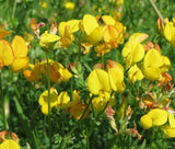 BIRD'S FOOT TREFOIL Lotus Corniculatus - 1,000 Seeds Flowering Plants