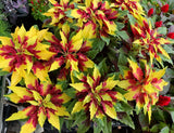 150 TRICOLOR AMARANTHUS PERFECTA Summer Poinsettia Amaranth Flower Seeds *CombSH Flowering Plants