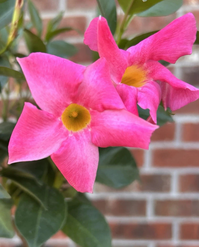 (1) Pink Mandevilla Plant Live for Garden - Well-Rooted & Blooming Ships w/o Pot Garden Plants