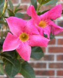 (1) Pink Mandevilla Plant Live for Garden - Well-Rooted & Blooming Ships w/o Pot Garden Plants