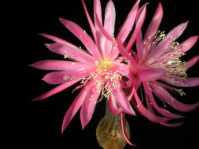 Pink orchid cactus flower with long petals and bright green center, Martian Dancer
