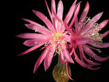 Epiphyllum, Orchid Cactus, " MARTIAN DANCER ", Don's Quart pots APRIL/1 Orchids