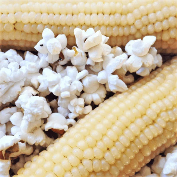50 WHITE JAPANESE HULLESS POPCORN SEEDS FRESH HARVEST FOR GARDENS Garden Plants