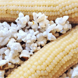 50 WHITE JAPANESE HULLESS POPCORN SEEDS FRESH HARVEST FOR GARDENS Garden Plants
