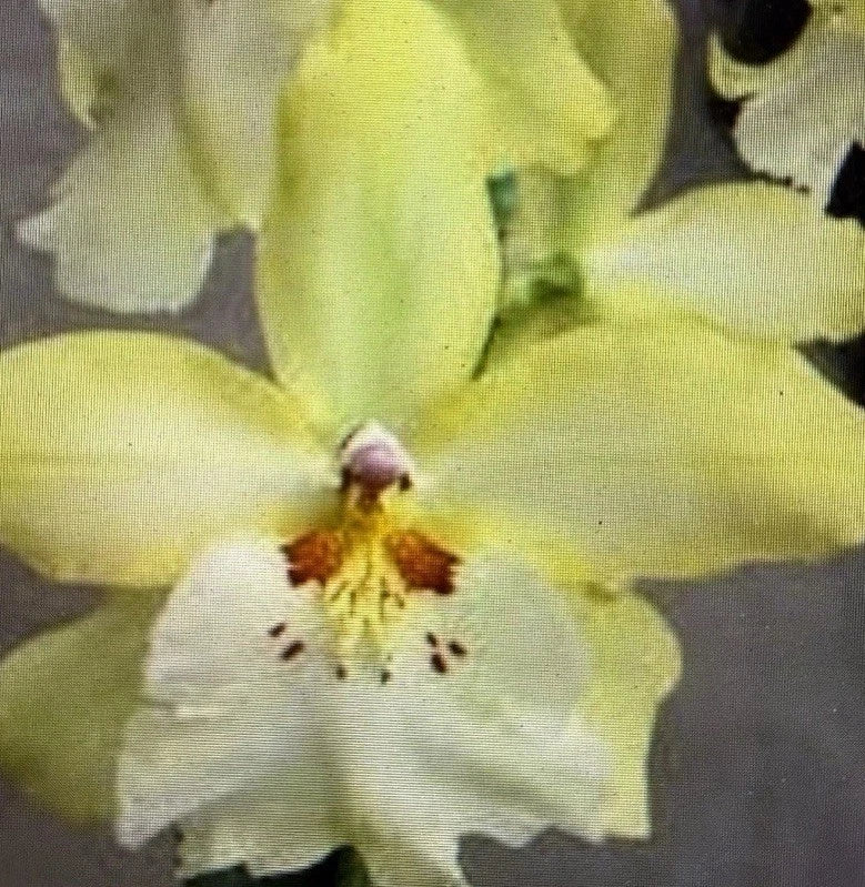 ORCHID PLANTS  Vuyl Celtic Sun one rooted bulb bare root Orchids