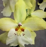 ORCHID PLANTS  Vuyl Celtic Sun one rooted bulb bare root Orchids