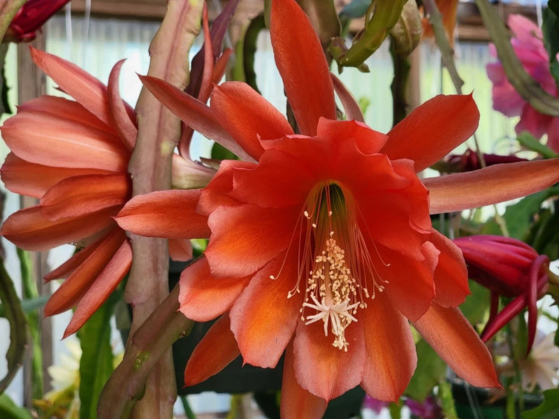 Epiphyllum rooted cutting with large orange-red cactus flower, visible stamens