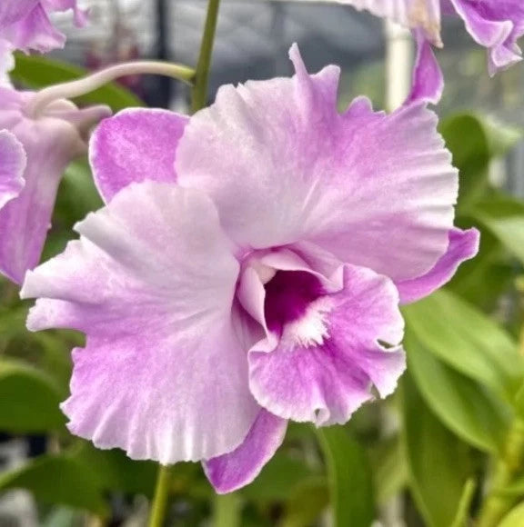 Dendrobium orchid bloom with white and purple ruffled petals and pink center