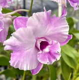 Dendrobium Tuesday Delight  Bloom size Orchids