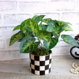 Checked Flower Pot Checkered Potted Greenery Buffalo Check Houseplant Green Plant