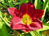 5  WOODSIDE VELOUR DAYLILY SEEDS - Hemerocallis 'Woodside Velour' Garden Plants