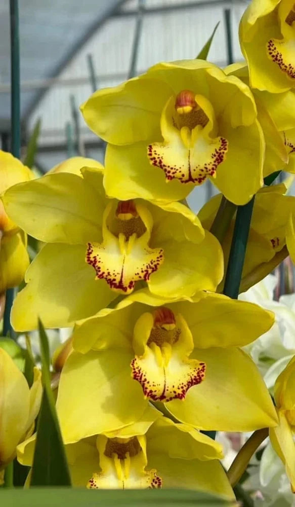 Yellow cymbidium orchid blooms with red-speckled yellow centers
