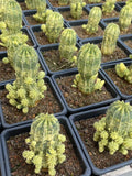 Multi Heads Euphorbia obesa variegated Hook. f. Variegated beautiful Garden pot Flowering Plants