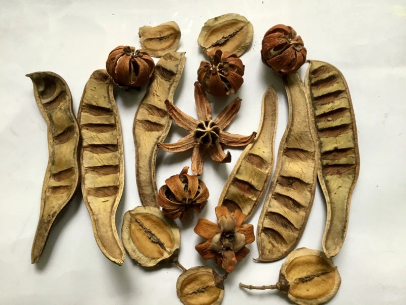 Rustic dried flower decor set with curled petals, seed pods, and bundled stems