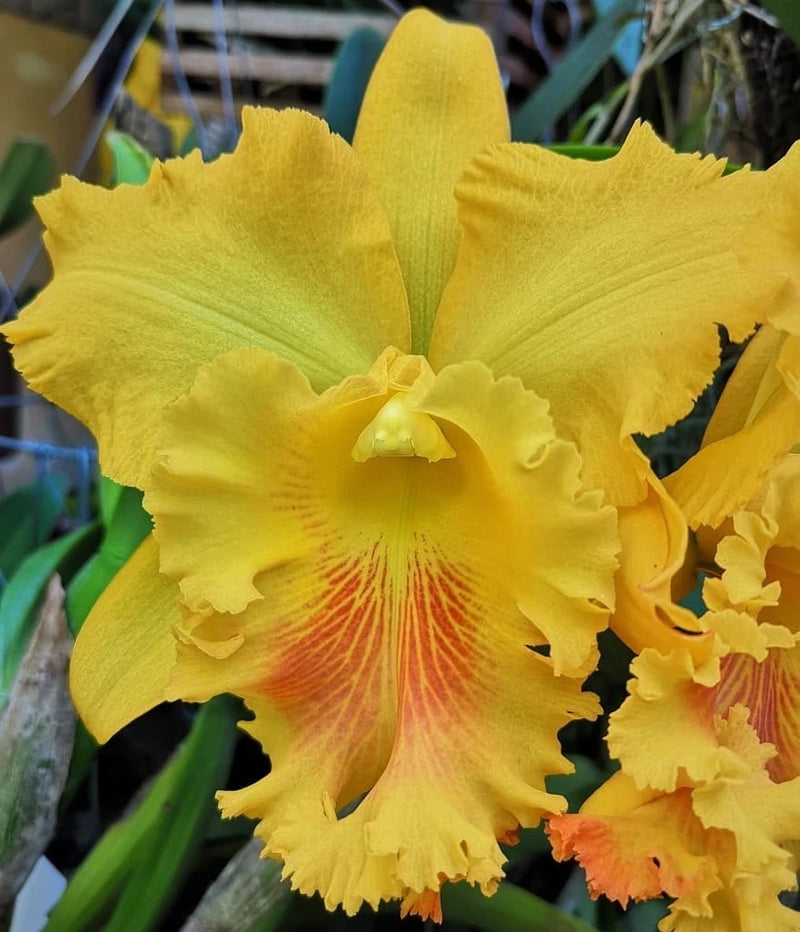 Yellow ruffled orchid bloom with orange-red center, close-up