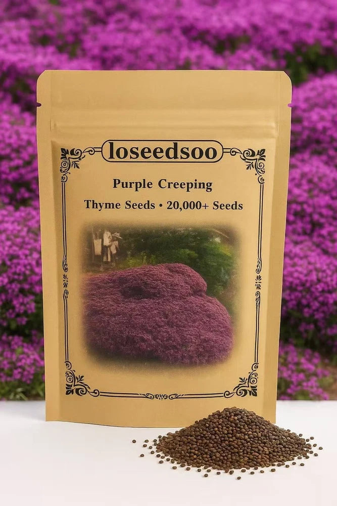 20000+ Creeping Thyme Seeds Purple Ground Cover Perennial Non-GMO Heirloom Flowering Plants