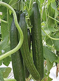 15+Cucumber Seeds Long Garden Sweet Slice Burpless Hybrid Cucumber USA Garden Plants