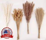 100 PCS De Decoraci—n De Hierba De Pampa De Blanca,Marr—n Colas De Conejo NUEVO. Pampas Grass