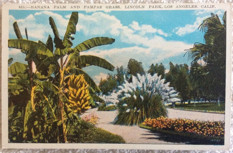 Banana Palm and Pampas Grass Lincoln Park Los Angeles California Postcard P2 Pampas Grass