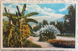 Banana Palm and Pampas Grass Lincoln Park Los Angeles California Postcard P2 Pampas Grass