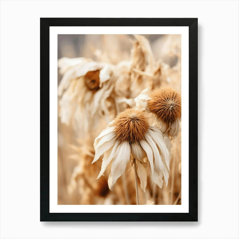 Framed dried flower wall art with beige petals and brown sunflower-like centers