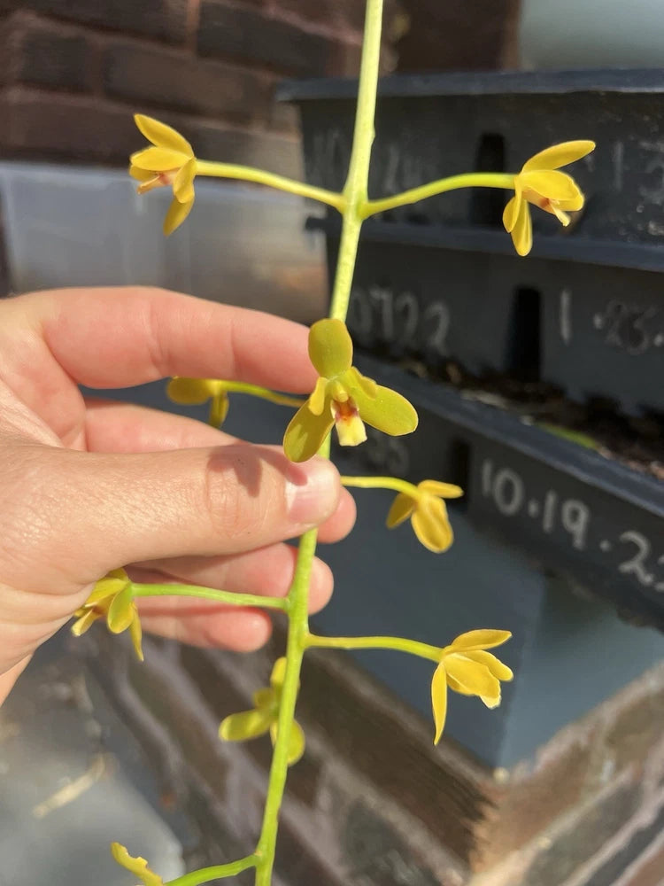 Yellow orchid stem with small blossoms and a hand holding it