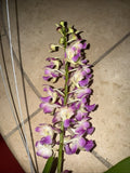 Pink and purple orchid with multiple blooms on a green stem