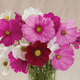 Cosmos Sensation Mix: 100 seeds Garden Plants